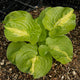 Mango Tango - Tall Hosta