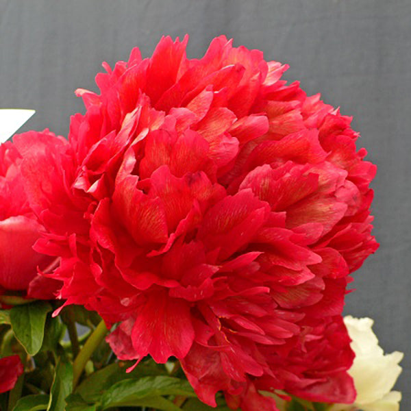 Many Happy Returns - 3/5 Eye Peony