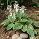 Maple Leaf - Giant Hosta