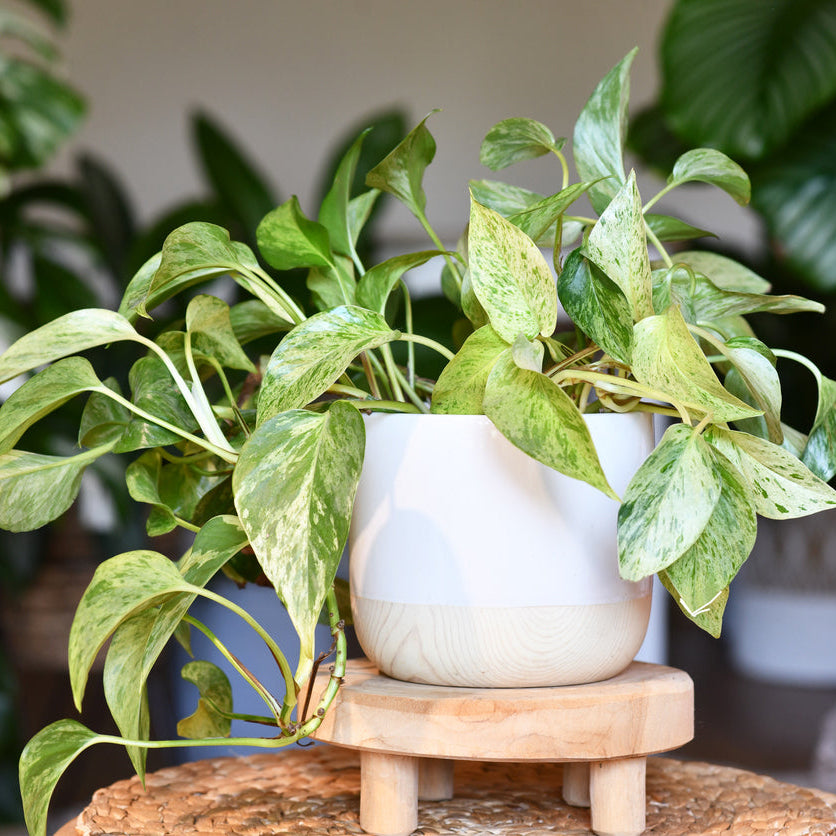 marble queen pothos in the wild Marble Queen Pothos