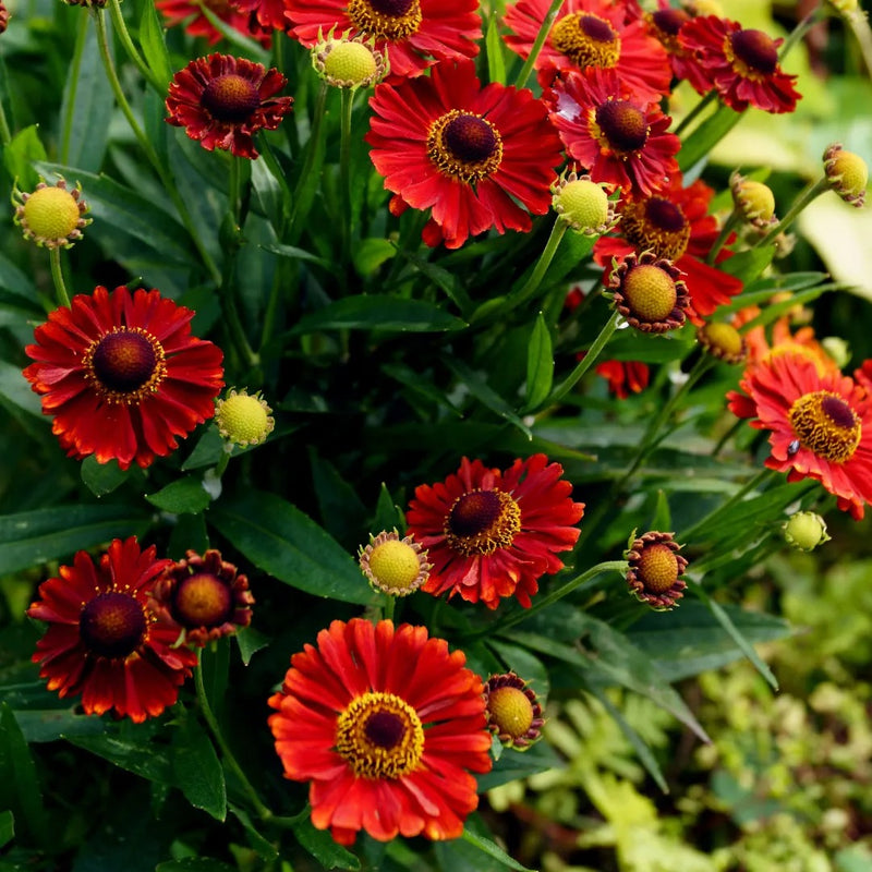 Mariachi™ Salsa Helenium