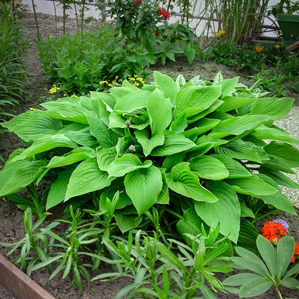 Marmalade on Toast - Giant Hosta