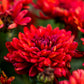 Maroon Pride Chrysanthemum