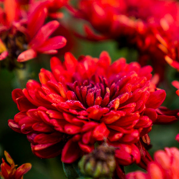 Maroon Pride Chrysanthemum