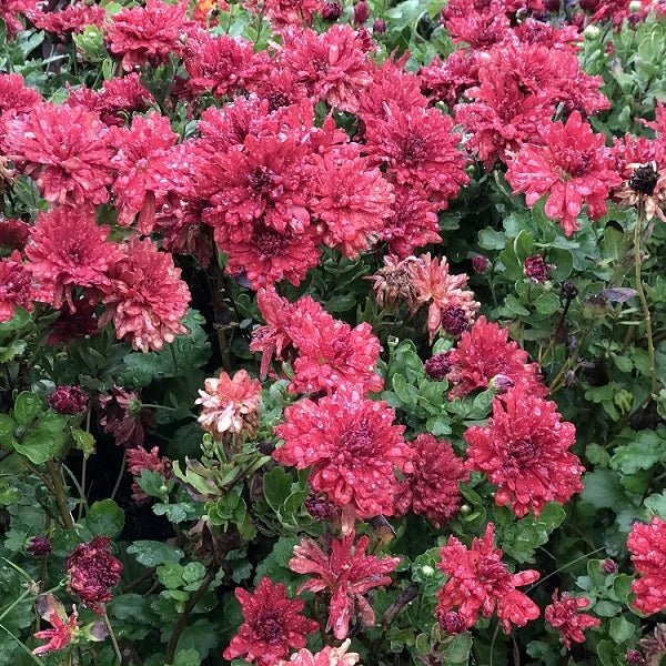 Maroon Pride Chrysanthemum