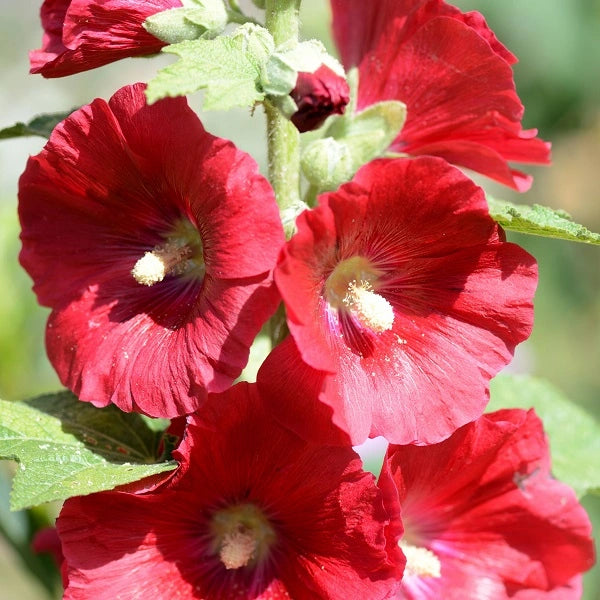 Mars Magic Hollyhock