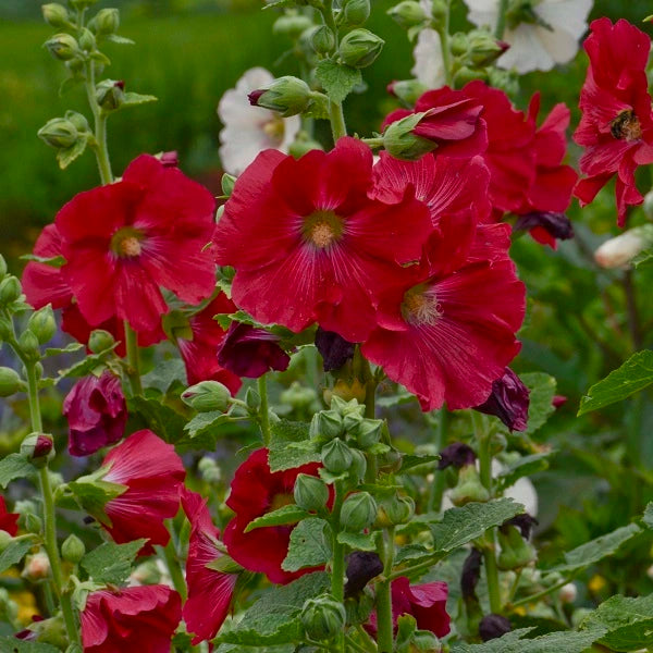 Mars Magic Hollyhock