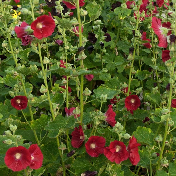 Mars Magic Hollyhock