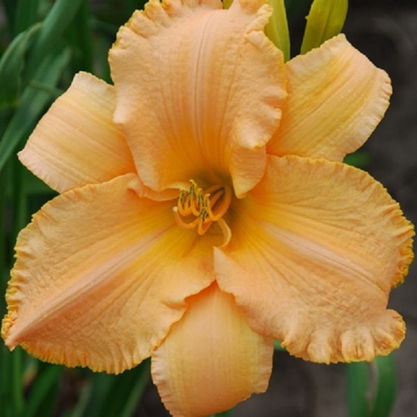 Master Peach Daylily