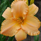 Master Peach Daylily - representative mature plant