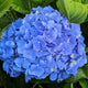 Mathilda Gutges Hydrangea