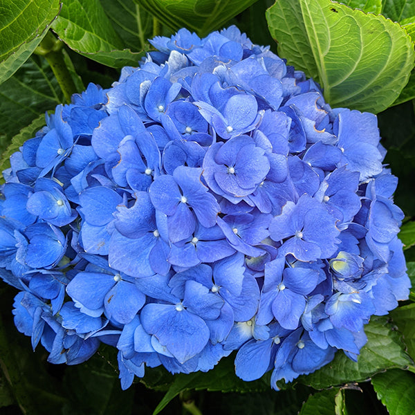 Mathilda Gutges Hydrangea