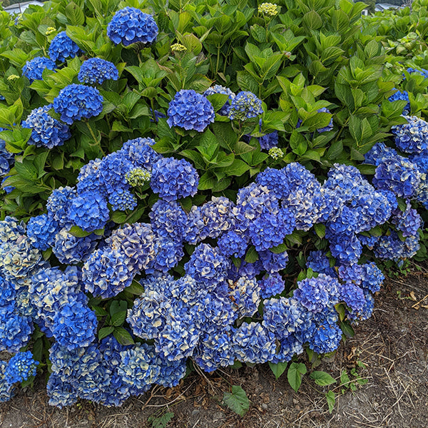 Mathilda Gutges Hydrangea