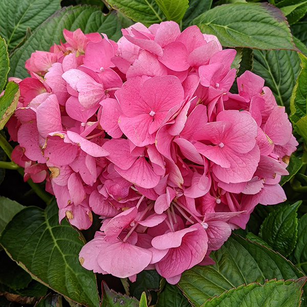 Mathilda Gutges Hydrangea