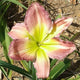 Mauve Wonder Daylily