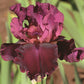 Medici Prince Iris