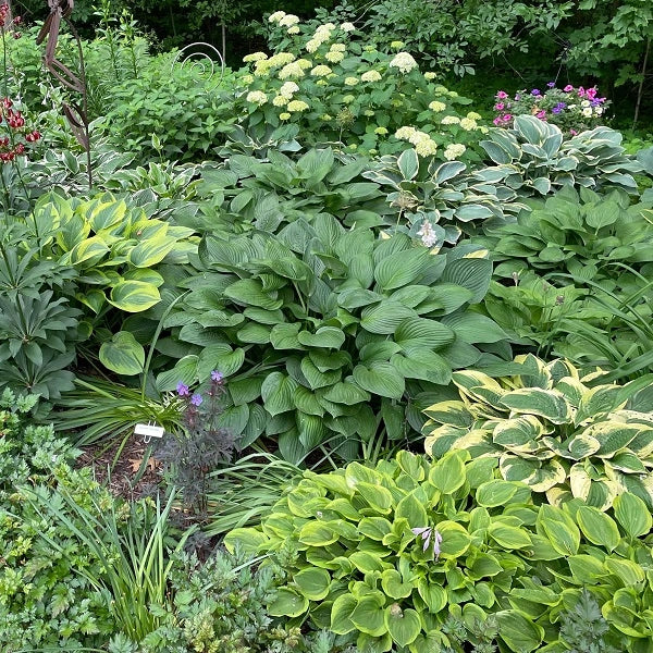 Woodland Retreat Hosta Bundle