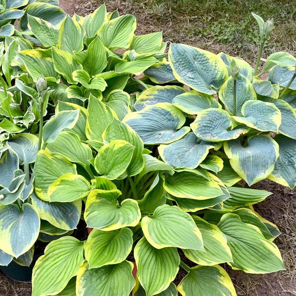 Medium Hosta