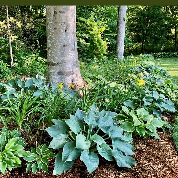 Medium Hosta