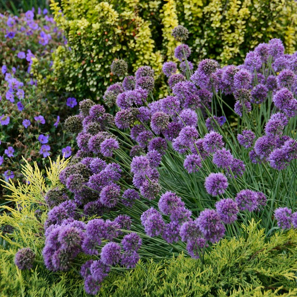 Medusa Ornamental Onion