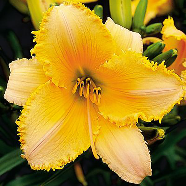 Melon Zest Daylily