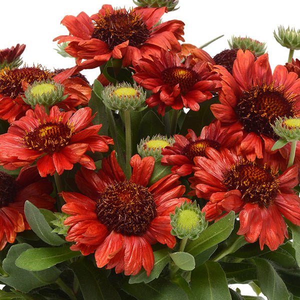 Gaillardia grandiflora mesa red sale