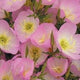 Mexican Evening Primrose