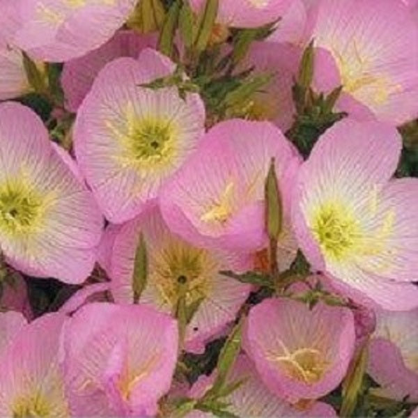 Mexican Evening Primrose