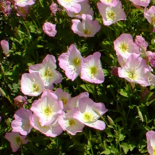 Mexican Evening Primrose