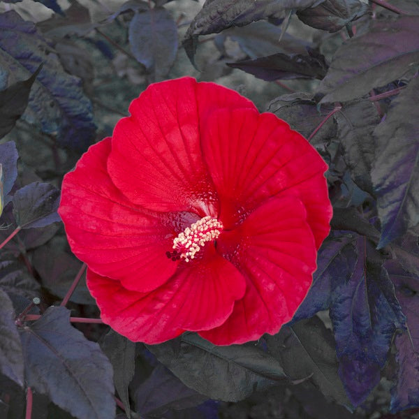 Midnight Marvel Hibiscus