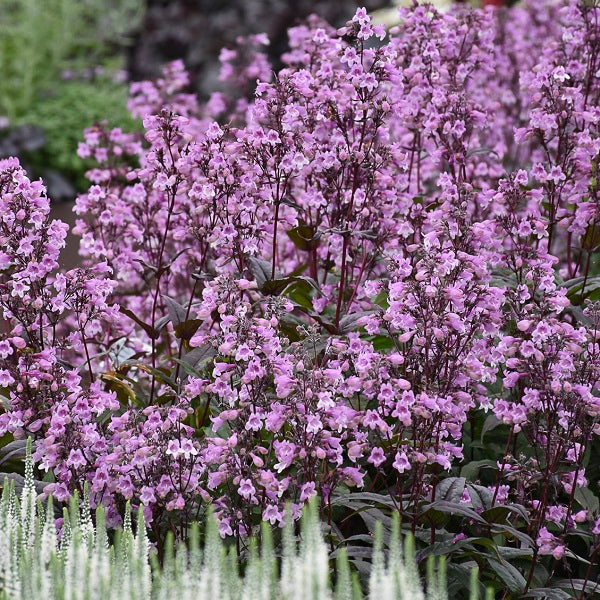 Midnight Masquerade Penstemon