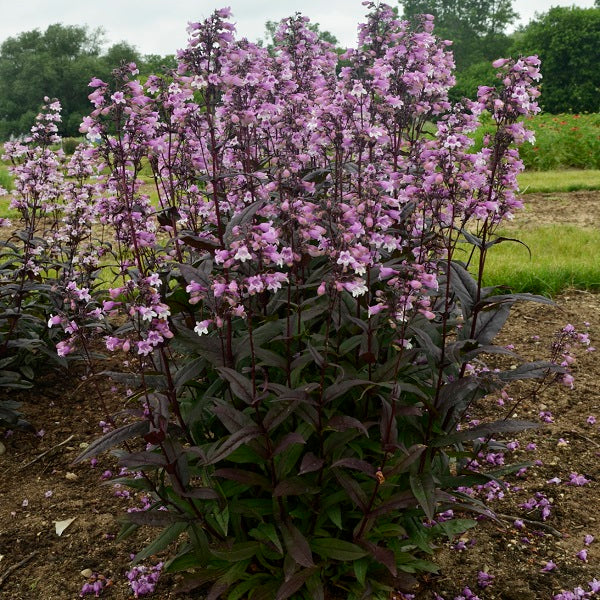 Midnight Masquerade Penstemon