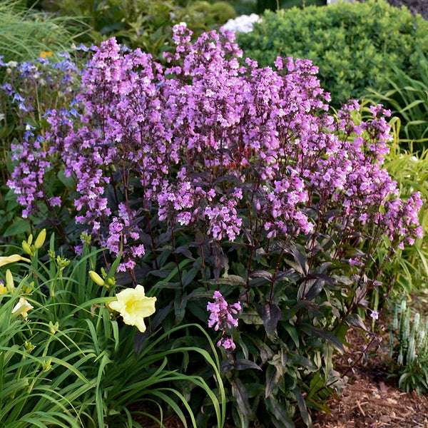 Midnight Masquerade Penstemon