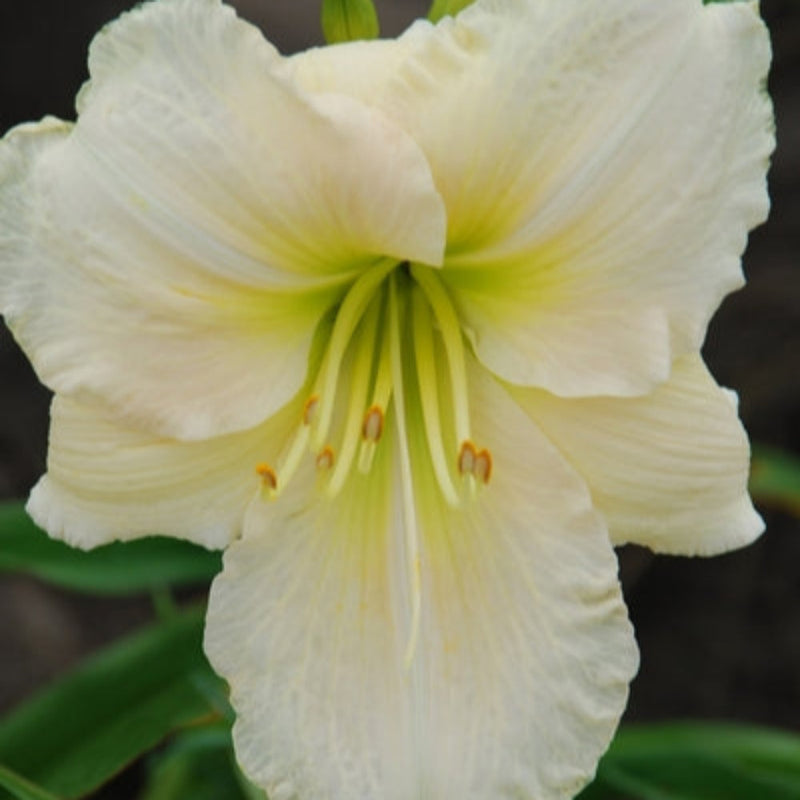 Daylily Field Clearance Bundle #1