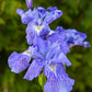 Ming Treasure Iris