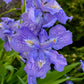 Ming Treasure Iris