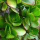 Minor Jade
