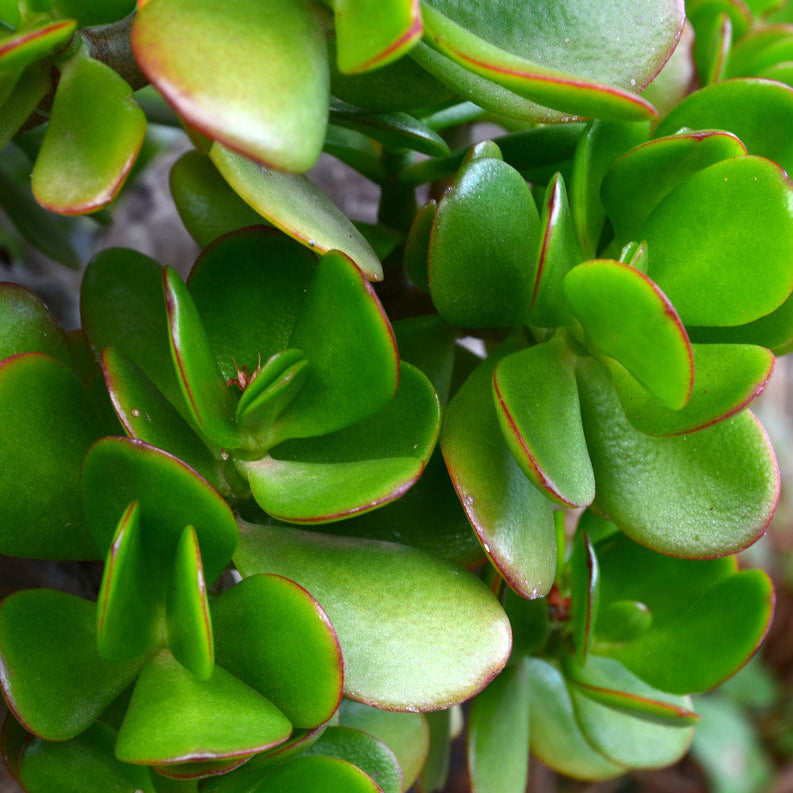 Minor Jade