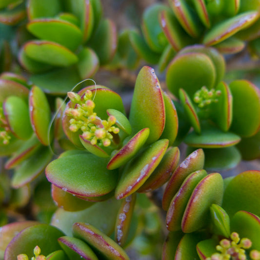 Minor Jade