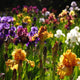 Mixed Iris - representative mature plant
