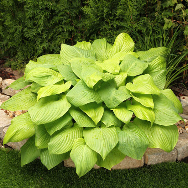 Mojito- Tall Hosta