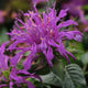 Balmy Lilac Beebalm