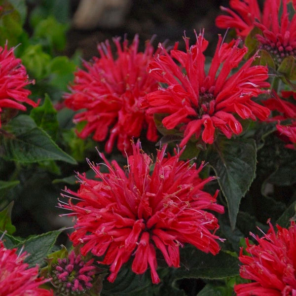 Panorama Red Shades BeeBalm