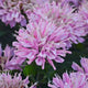 Pink Frosting BeeBalm