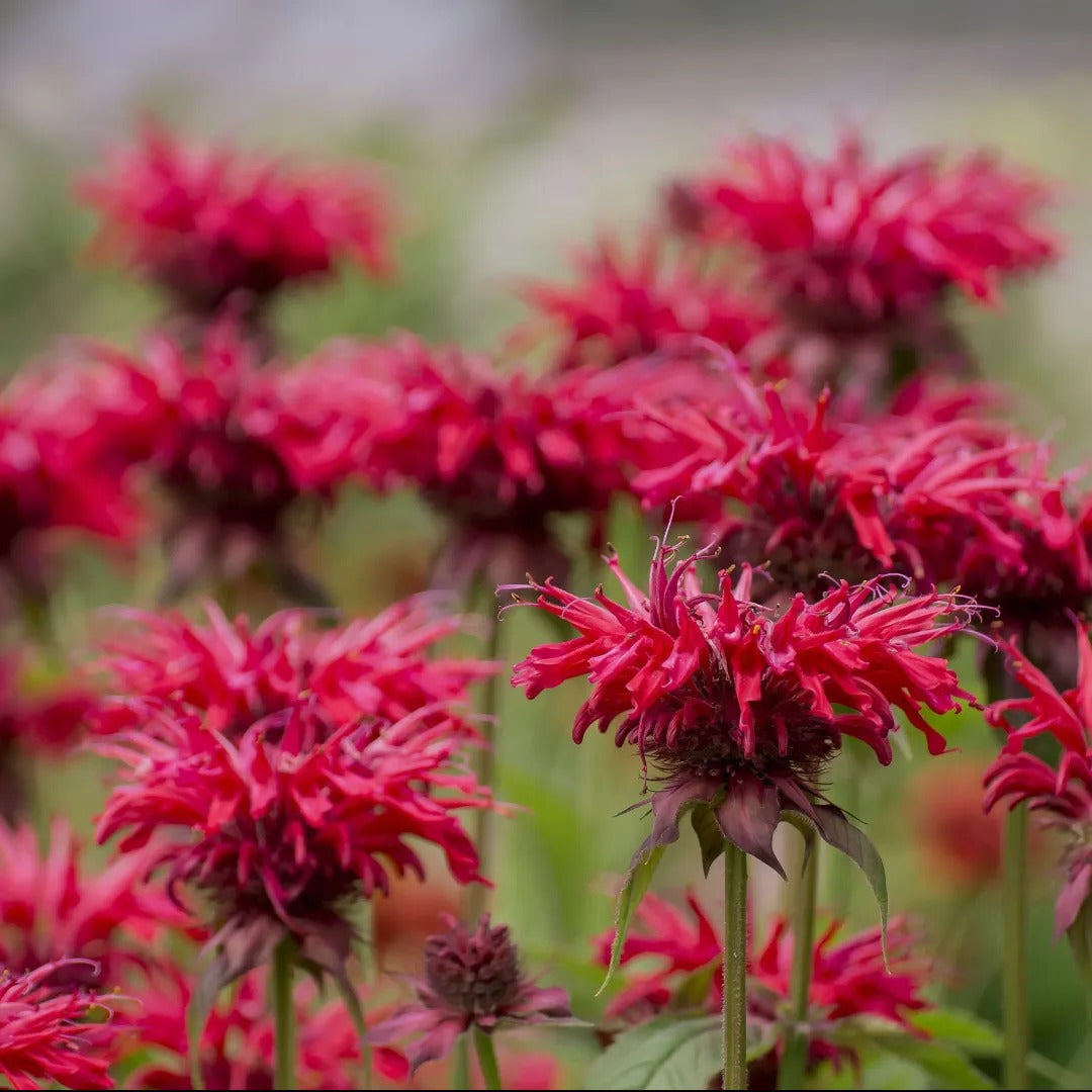 Pocahontas Red Rose Beebalm