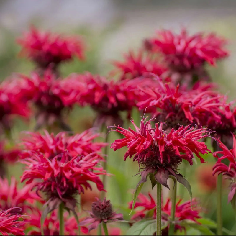 BeeBalm Collection