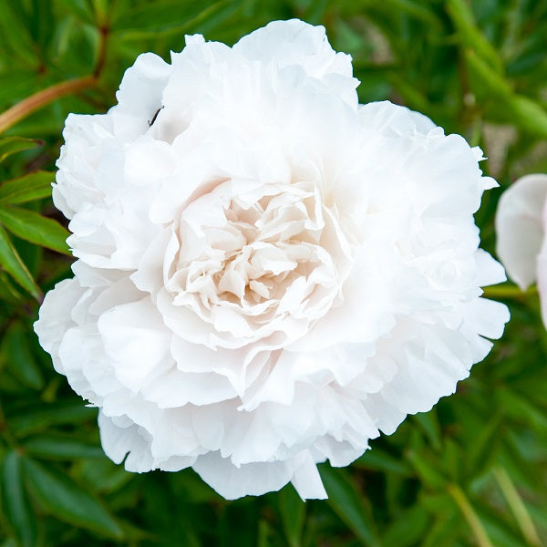 Mother's Choice - 3/5 Eye Peony