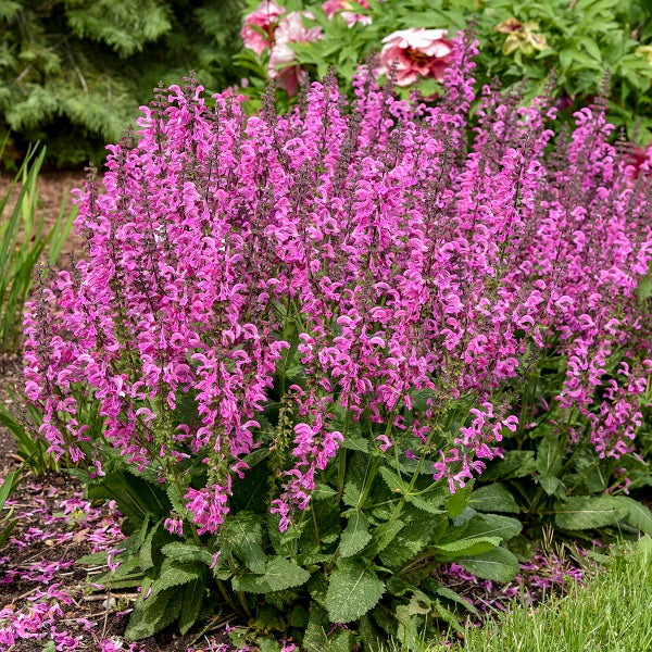 Moulin Rouge Salvia