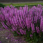 Moulin Rouge Salvia