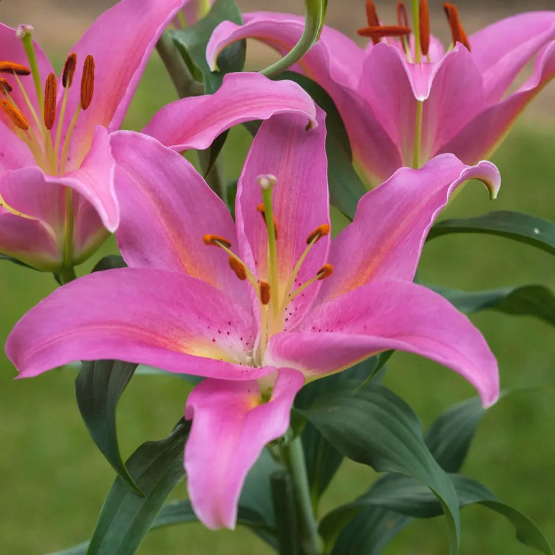 Oriental Lily Collection